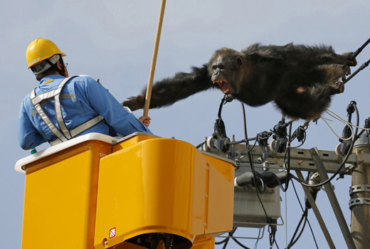 Chimpanzee 11...